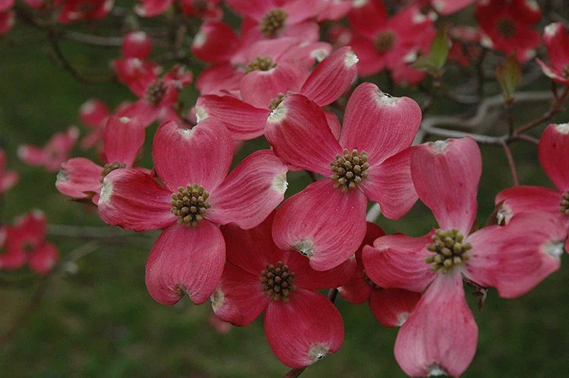 Cherokee Chief Dogwood Live Plant - Red Flowering Tree, 18+ Inches Tall, Outdoor - Image 3