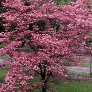 Cherokee Chief Dogwood Live Plant - Red Flowering Tree 18+ inches Tall - Image 4