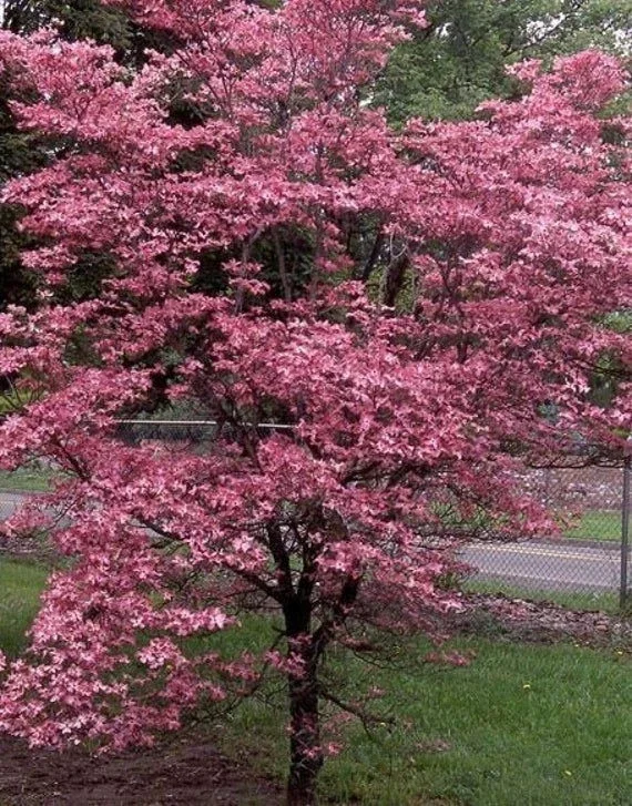 Cherokee Chief Dogwood Live Plant - Red Flowering Tree, 18+ Inches Tall, Outdoor - Image 1