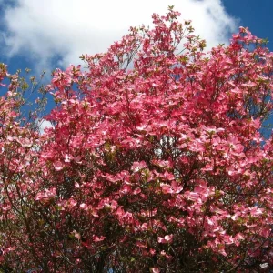 Cherokee Chief Dogwood Live Tree - Red Flowering Cornus Florida 18+ Inch - Image 2