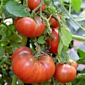 Cherokee Tomato Plant – Live Heirloom Slicing Tomato – 4 Inch Pot – Outdoor Vegetable - Image 3