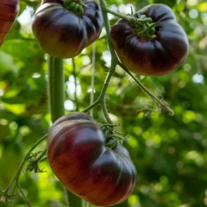 Cherokee Tomato Plant – Live Heirloom Slicing Tomato – 4 Inch Pot – Outdoor Vegetable - Image 6