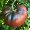 Cherokee Tomato Plant – Live Heirloom Slicing Tomato – 4 Inch Pot – Outdoor Vegetable - Image 1