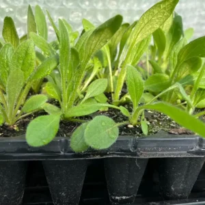 Cherry Brandy Rudbeckia Live Plant - 2-Pack 3-5