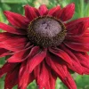 Cherry Brandy Rudbeckia Live Plant - 2-Pack 3-5" Tall Black-Eyed Susan Flower Plugs, Pollinator Friendly Outdoor - Image 1