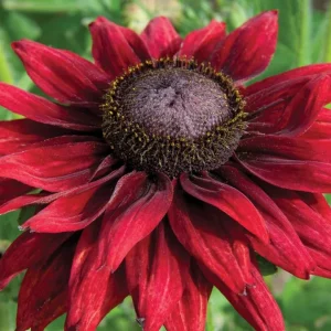 Cherry Brandy Rudbeckia Live Plant - 2-Pack 3-5