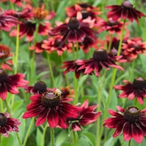 Cherry Brandy Rudbeckia Live Plant - 2-Pack 3-5