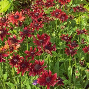 Cherry Brandy Rudbeckia Live Plant - 2-Pack 3-5