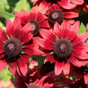 Cherry Brandy Rudbeckia Live Plant - 2-Pack 3-5