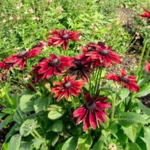 Cherry Brandy Rudbeckia Live Plant - 2-Pack 3-5