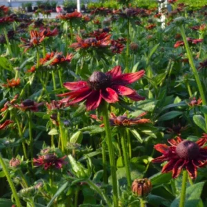 Cherry Brandy Rudbeckia Live Plant - 2-Pack 3-5
