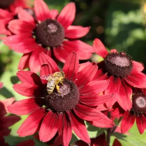 Cherry Brandy Rudbeckia Live Plant - 2-Pack 3-5