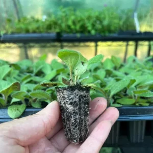 Cherry Brandy Rudbeckia Live Plant - 2-Pack 3-5