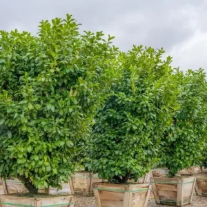 Cherry Laurel Bare Root Seedling - 2 Pack, 1-2ft Tall, Dormant, for Hedges - Image 3