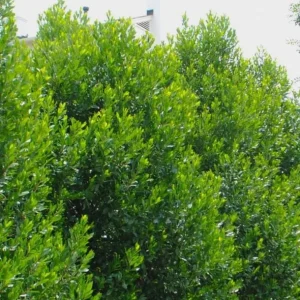 Cherry Laurel Bare Root Seedling - 2 Pack, 1-2ft Tall, Dormant, for Hedges - Image 4