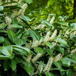 Cherry Laurel Bare Root Seedling - 2 Pack, 1-2ft Tall, Dormant, for Hedges - Image 5