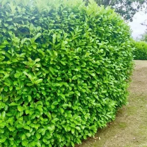 Cherry Laurel Bare Root Seedling - 2 Pack, 1-2ft Tall, Dormant, for Hedges - Image 6