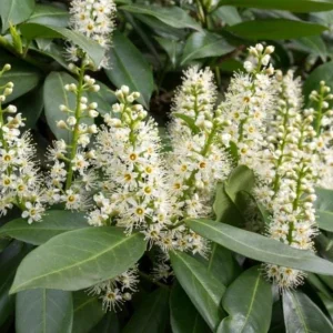 Cherry Laurel Bare Root Seedling - 2 Pack, 1-2ft Tall, Dormant, for Hedges - Image 1