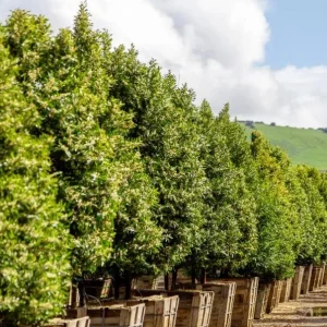 Cherry Laurel Bare Root Seedling - 2 Pack, 1-2ft Tall, Dormant, for Hedges - Image 7