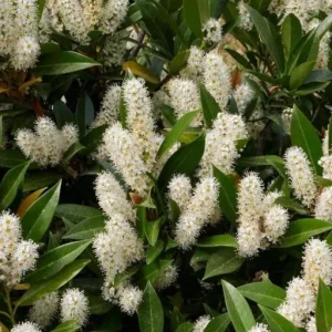 Cherry Laurel Bare Root Seedling - 2 Pack, 1-2ft Tall, Dormant, for Hedges - Image 8