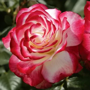 Cherry Parfait Rose Live Plant – Floribunda Rose Bush – 4-6 Inch Tall – Fragrant Bicolor Blooms – Outdoor Garden - Image 2