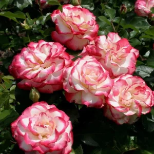 Cherry Parfait Rose Live Plant – Floribunda Rose Bush – 4-6 Inch Tall – Fragrant Bicolor Blooms – Outdoor Garden - Image 3