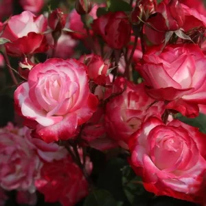 Cherry Parfait Rose Live Plant – Floribunda Rose Bush – 4-6 Inch Tall – Fragrant Bicolor Blooms – Outdoor Garden - Image 5