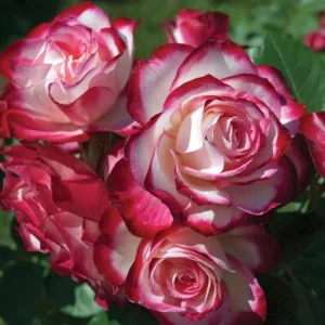 Cherry Parfait Rose Live Plant – Floribunda Rose Bush – 4-6 Inch Tall – Fragrant Bicolor Blooms – Outdoor Garden - Image 6