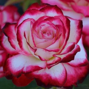 Cherry Parfait Rose Live Plant – Floribunda Rose Bush – 4-6 Inch Tall – Fragrant Bicolor Blooms – Outdoor Garden - Image 7