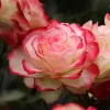 Cherry Parfait Rose Live Plant – Floribunda Rose Bush – 4-6 Inch Tall – Fragrant Bicolor Blooms – Outdoor Garden - Image 1