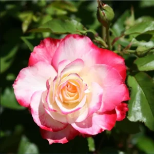 Cherry Parfait Rose Plant Live - Fragrant Hybrid Tea, 4-8 Inch Tall, Outdoor - Image 2