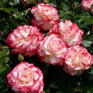 Cherry Parfait Rose Plant Live - Fragrant Hybrid Tea, 4-8 Inch Tall, Outdoor - Image 3