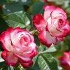 Cherry Parfait Rose Plant Live - Fragrant Hybrid Tea, 4-8 Inch Tall, Outdoor - Image 1