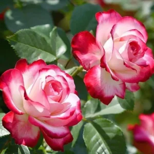 Cherry Parfait Rose Plant Live - Fragrant Hybrid Tea, 4-8 Inch Tall, Outdoor - Image 1