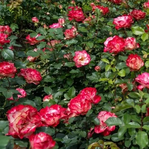 Cherry Parfait Rose Plant Live - Fragrant Hybrid Tea, 4-8 Inch Tall, Outdoor - Image 4