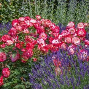 Cherry Parfait Rose Plant Live - Fragrant Hybrid Tea, 4-8 Inch Tall, Outdoor - Image 5