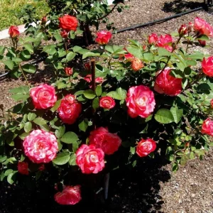 Cherry Parfait Rose Plant Live - Fragrant Hybrid Tea, 4-8 Inch Tall, Outdoor - Image 6