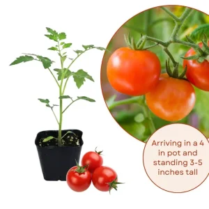 Cherry Tomato Live Plant - Sweet Tomatoes for Patio & Container - 2 Plants per Pot - 3-5 Inches Tall - Image 3