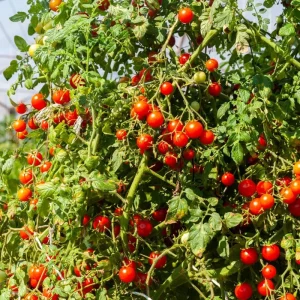 Cherry Tomato Live Plant - Sweet Tomatoes for Patio & Container - 2 Plants per Pot - 3-5 Inches Tall - Image 4