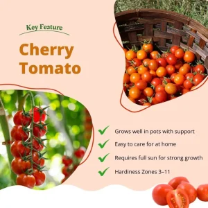 Cherry Tomato Live Plant - Sweet Tomatoes for Patio & Container - 2 Plants per Pot - 3-5 Inches Tall - Image 5