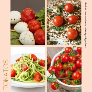 Cherry Tomato Live Plant - Sweet Tomatoes for Patio & Container - 2 Plants per Pot - 3-5 Inches Tall - Image 6