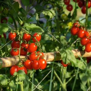 Cherry Tomato Live Plant - Sweet Tomatoes for Patio & Container - 2 Plants per Pot - 3-5 Inches Tall - Image 7