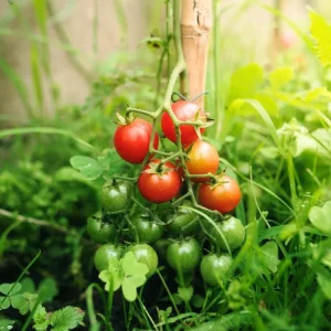 Cherry Tomato Live Plant - Sweet Tomatoes for Patio & Container - 2 Plants per Pot - 3-5 Inches Tall - Image 8