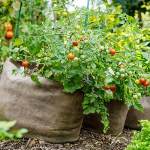 Cherry Tomato Live Plant - Sweet Tomatoes for Patio & Container - 2 Plants per Pot - 3-5 Inches Tall - Image 9