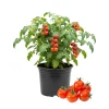 Cherry Tomato Live Plant - Sweet Tomatoes for Patio & Container - 2 Plants per Pot - 3-5 Inches Tall - Image 1