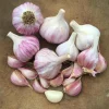 Chesnok Red Hardneck Garlic Bulbs - 8 Pack for Planting & Gardening - Image 1