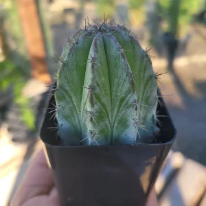 Chichipe Cactus Live Plant (Polaskia chichipe) - 2.5in or 4in Pot - Full Sun - Image 2