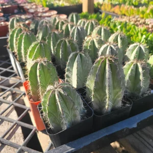 Chichipe Cactus Live Plant (Polaskia chichipe) - 2.5in or 4in Pot - Full Sun - Image 3