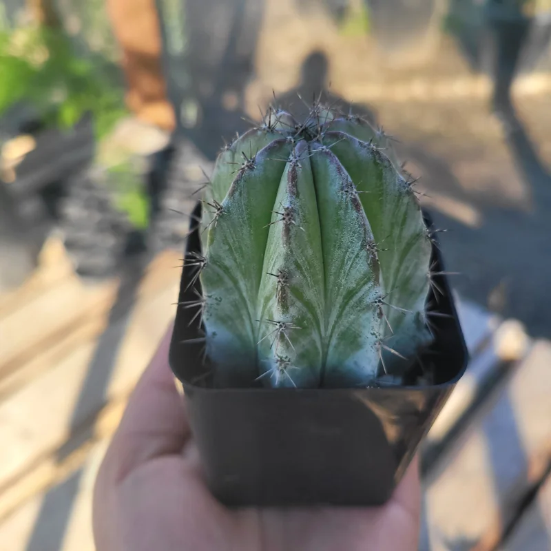 Chichipe Cactus Live Plant (Polaskia chichipe) - 2.5in or 4in Pot - Full Sun - Image 4