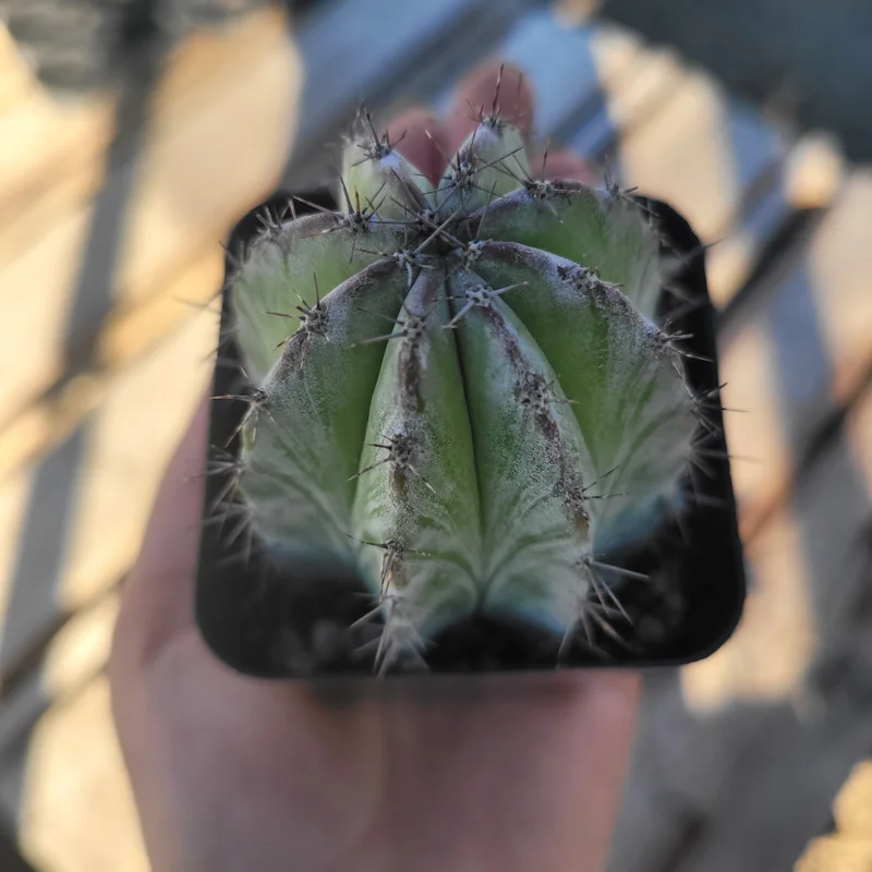 Chichipe Cactus Live Plant (Polaskia chichipe) - 2.5in or 4in Pot - Full Sun - Image 5